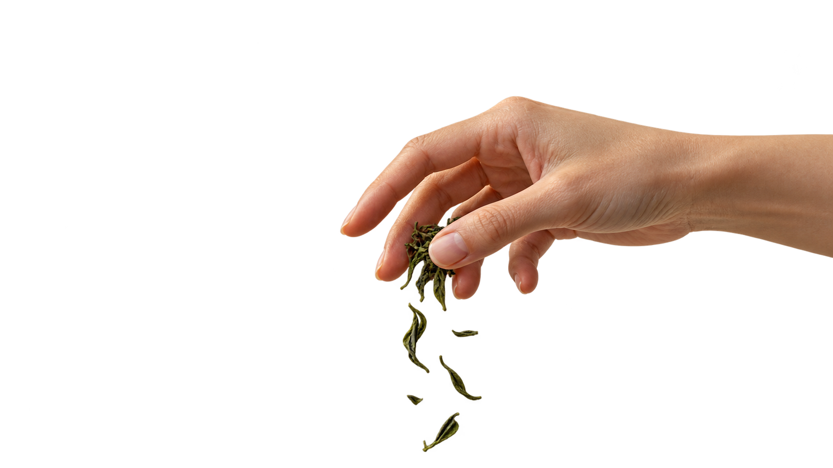 Une main laisse délicatement tomber les feuilles de thé